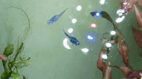 Medaka Ricefish GIF - Medaka Ricefish GIFs