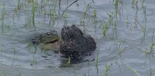 Back Off GIF - Back Off Frog Fight GIFs