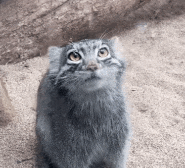 a gray cat with yellow eyes is looking up