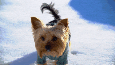 a small dog wearing a blue sweater is walking in the snow