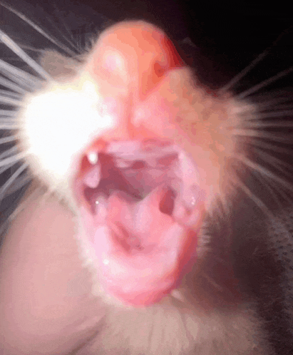 a close up of a cat 's mouth with its mouth wide open