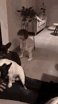 a little girl is playing with two dogs in a living room while standing on a couch .