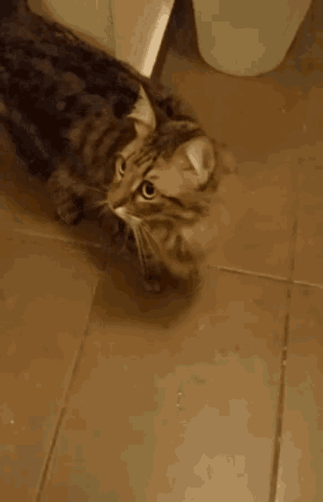 a cat is sitting on a tiled floor and looking up at the camera .