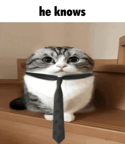 a cat wearing a tie with the words he knows behind it