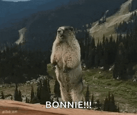 a groundhog is standing on its hind legs and says bonnie !