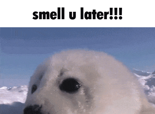 Seal Silly Seal GIF - Seal Silly Seal Smell You Later GIFs