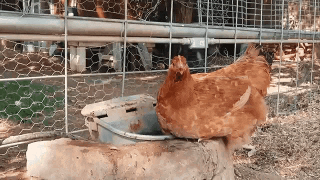 Chicken Weed Em And Reap GIF - Chicken Weed Em And Reap Eating GIFs