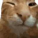 a close up of a cat 's face with its eyes closed and looking at the camera .