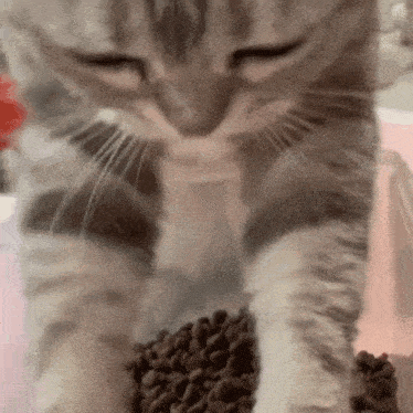 a cat is playing with a pile of food on a table