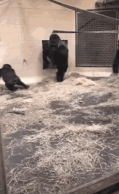 a gorilla is walking through a hole in the wall