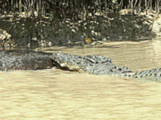 two crocodiles are swimming in a body of water with trees in the background