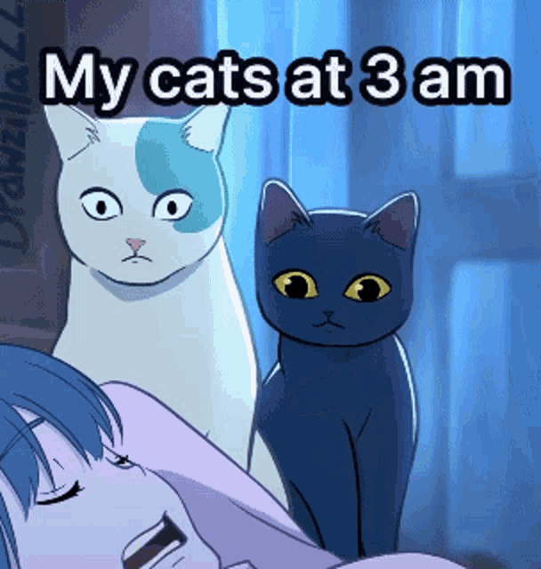 Cats 3am GIF - Cats 3am Anime GIFs
