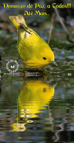Thank You GIF - Thank You Yellow Hummingbird GIFs