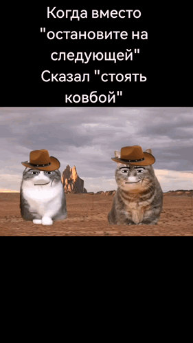 кот миша GIF - кот миша Cat GIFs
