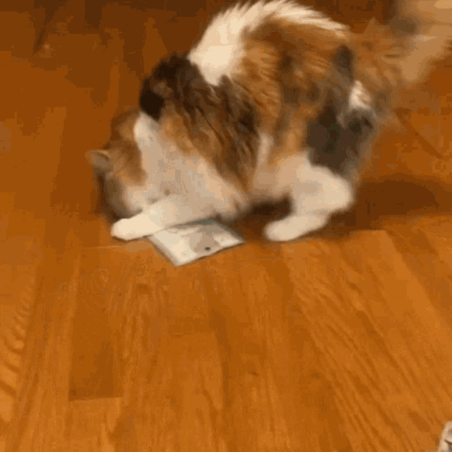 a calico cat is playing with a bag of tissues on the floor
