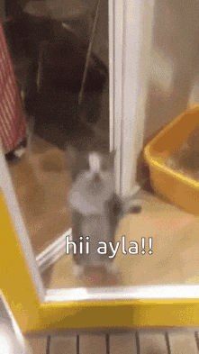 a cat is standing in front of a door with the words hii ayla written on it