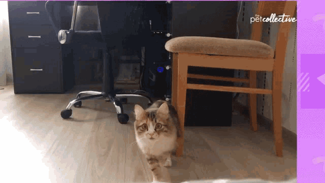 Pouncing The Pet Collective GIF - Pouncing The Pet Collective Jumping GIFs
