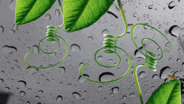 a plant with leaves that look like light bulbs and water drops