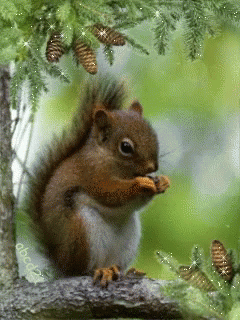 Squirrel Animation GIF - Squirrel Animation GIFs