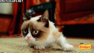 What Was That? - Grumpy Cat GIF - Grumpy Cat GIFs