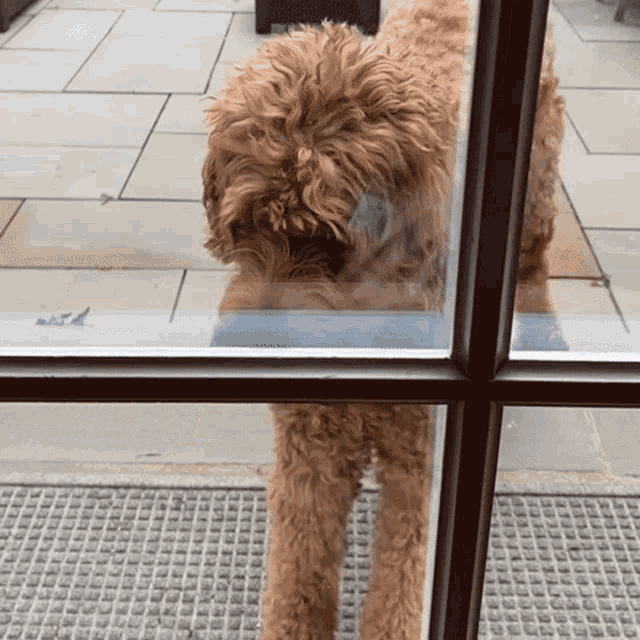 a dog looking out a window with a sticker on the glass that says ' a '