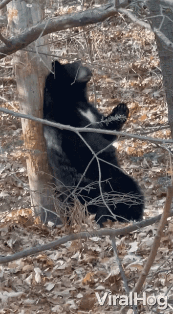 Scratching My Back Black Bear GIF - Scratching My Back Black Bear Viralhog GIFs