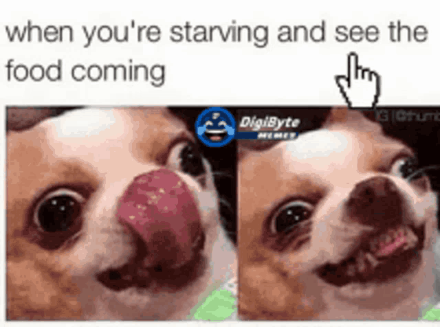 a picture of a dog with its tongue out and the words when you 're starving and see the food coming .