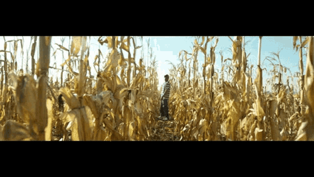 a man stands in the middle of a cornfield