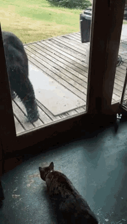 Grizzly Bear Cat GIF - Grizzly Bear Cat Shooked GIFs