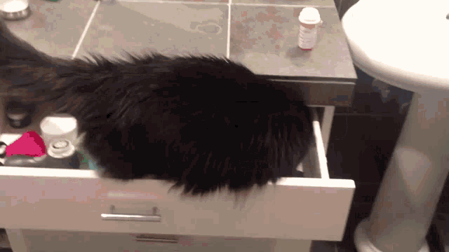 Evanandkatelyn Joobie GIF - Evanandkatelyn Joobie Cat Wiggles Into Drawer And Gets Stuck GIFs