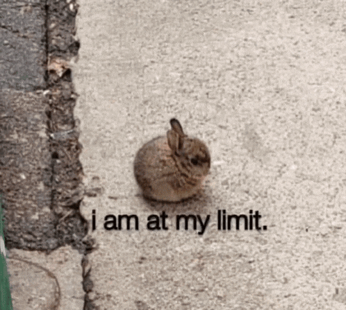 a small rabbit is sitting on the sidewalk with the words i am at my limit