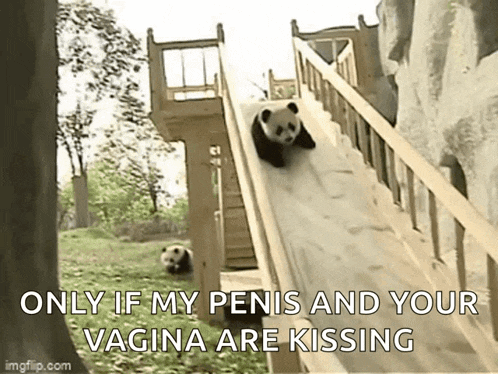 a panda bear is walking down a slide with a caption that says only if my penis and your vagina are kissing