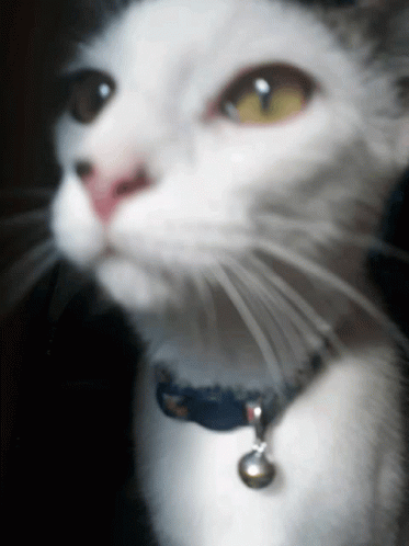 Cat Sniff GIF - Cat Sniff Meme GIFs