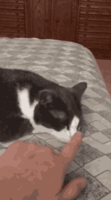 a black and white cat laying on a bed with a person touching its nose