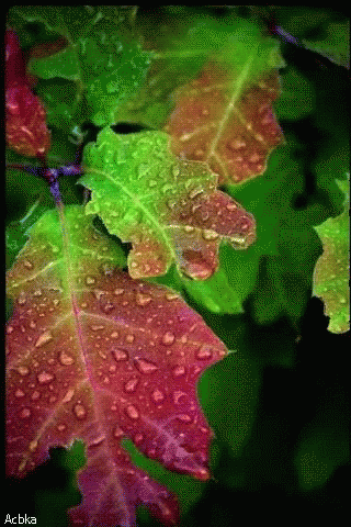 Leaves Water GIF - Leaves Water Dew GIFs