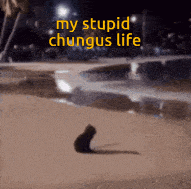 a picture of a cat with the words " my stupid chungus life "