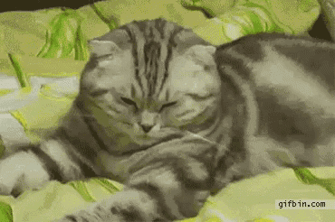Cats Tired GIF - Cats Tired Falling GIFs