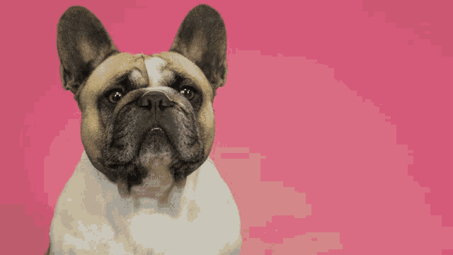a brown and white french bulldog is looking up at the camera on a pink background