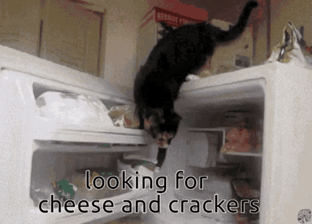 Cheese And Crackers Cat GIF - Cheese And Crackers Cat Fridge GIFs