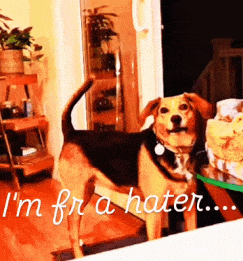 a picture of a dog with the words " i 'm for a hater " on it