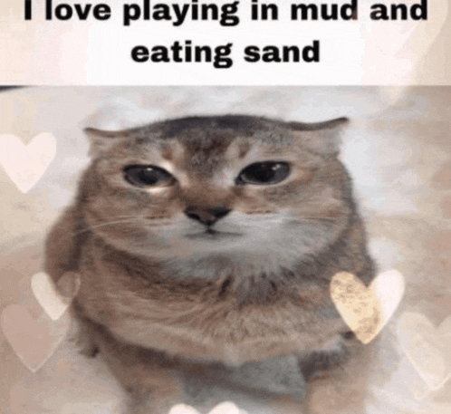 a picture of a cat with the words i love playing in mud and eating sand