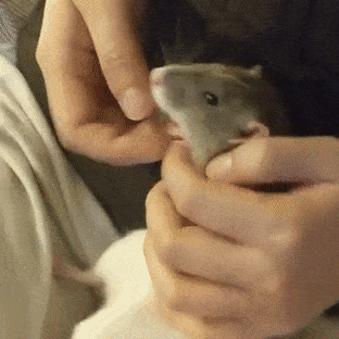 Rat Tickling GIF - Rat Tickling Rat Tickling GIFs