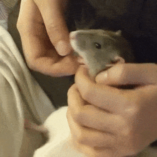 a person is holding a small rat in their hands .