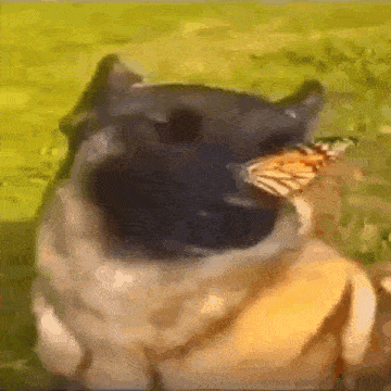 a dog is holding a butterfly in its mouth and looking at it .