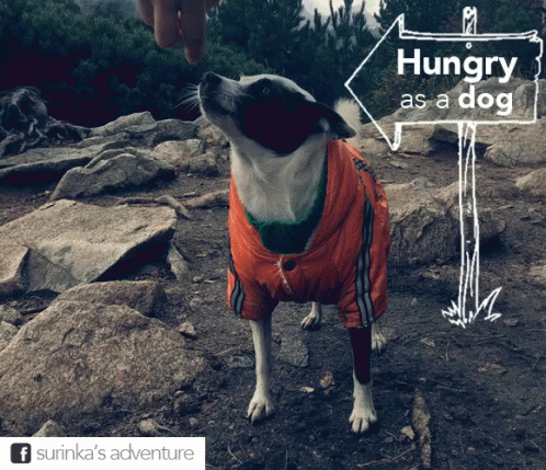 Dog Hungry As A Dog GIF - Dog Hungry As A Dog Surinka GIFs