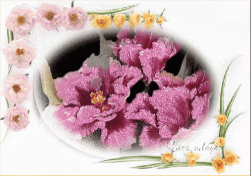 a picture of pink flowers and yellow flowers with a watermark that says ' elena '