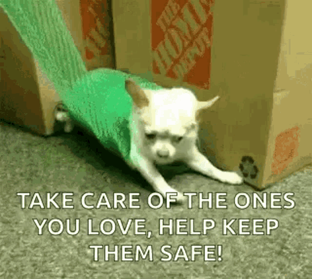 a small white dog is crawling through a hole in a box .