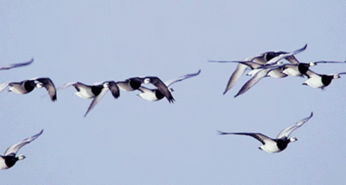Canadian Goose Goose GIF - Canadian Goose Goose Geese GIFs
