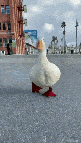 a white duck with red feet is standing on a sidewalk