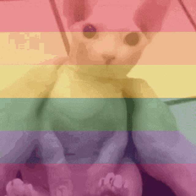 a cat is sitting on a person 's lap in front of a rainbow flag